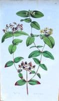 HYPERICUM SWEET AMBER Curtis Lge. Antique Botanical Print Flora Londinensis 1777