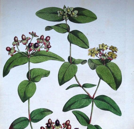 HYPERICUM SWEET AMBER Curtis Lge. Antique Botanical Print Flora Londinensis 1777
