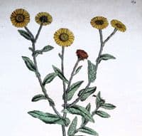 INULA, COMMON FLEABANE, Curtis Botanical Antique Print Flora Londinensis 1777