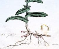 INULA, COMMON FLEABANE, Curtis Botanical Antique Print Flora Londinensis 1777