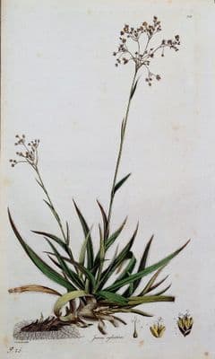 JUNCUS WOOD-RUSH  Curtis Large Antique Botanical Print Flora Londinensis 1777