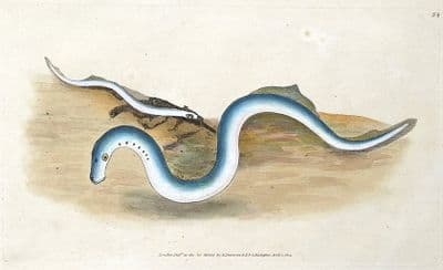 LAMPERN, LESSER LAMPREY Donovan, original antique fish print 1805