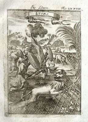 LIONS, MALE & FEMALE, HUNTING Allain Mallet 1719 Antique Print