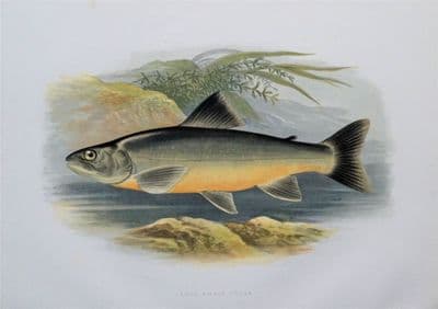 LOCH KILLIN CHARR, Houghton,Lydon original antique fish print 1879