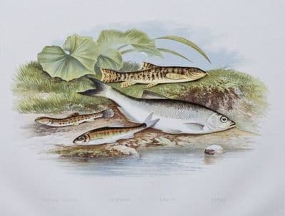 MINNOW, LOACH, BLEAK, Houghton, Lydon, original antique fish print 1879