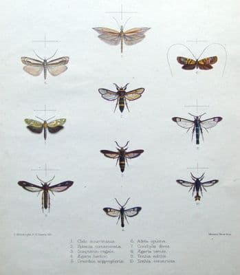 MOTH & BUTTERFLY PRINTS, MINTERN, Adela optima etc hand col. antique print 1878