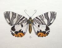 MOTH & BUTTERFLY PRINTS, MINTERN Ephyra,Abraxas etc hand col. antique print 1878