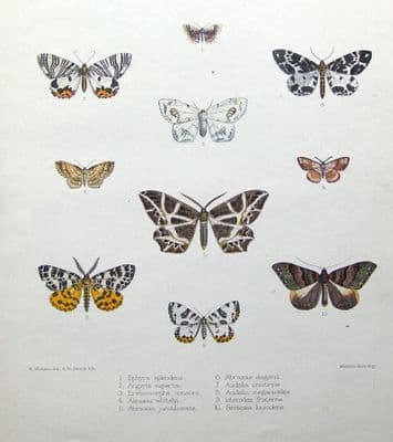MOTH & BUTTERFLY PRINTS, MINTERN Ephyra,Abraxas etc hand col. antique print 1878