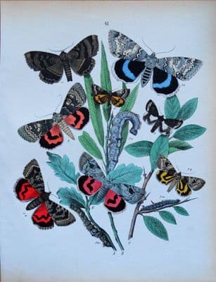 MOTHS BLUE, RED, ROSY UNDERWING,  Etc. Original Hand Coloured Antique Print 1889