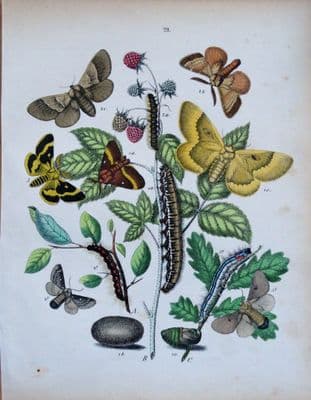 MOTHS LASIOCAMPIDAE,TENT, LAPPET  Etc. Original Hand Coloured Antique Print 1889