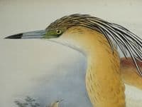 Original Antique Bird Print c1870 Buphus Comatus, SQUACCO HERON Genuine John GOULD lithograph