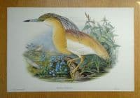 Original Antique Bird Print c1870 Buphus Comatus, SQUACCO HERON Genuine John GOULD lithograph