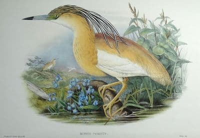 Original Antique Bird Print c1870 Buphus Comatus, SQUACCO HERON Genuine John GOULD lithograph