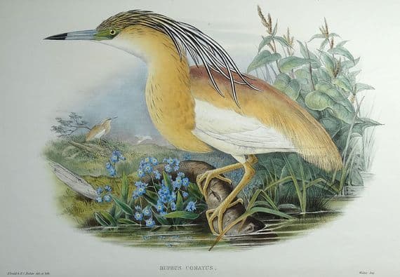 Original Antique Bird Print c1870 Buphus Comatus, SQUACCO HERON Genuine John GOULD lithograph