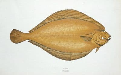 POLE, Couch original hand coloured antique fish print c1875