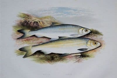 POLLAN, POWAN, Houghton,Lydon original antique fish print 1879