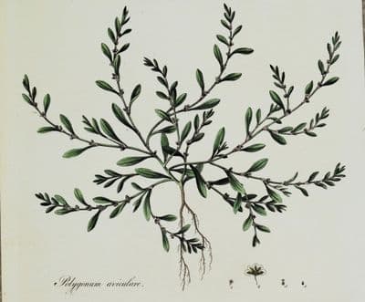 POLYGONUM AVICULARE Curtis Large Antique Botanical Print Flora Londinensis 1777