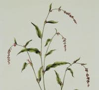 POLYGONUM HYDROPIPER ,Curtis Antique Botanical Print Flora Londinensis 1777