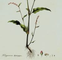 POLYGONUM HYDROPIPER ,Curtis Antique Botanical Print Flora Londinensis 1777