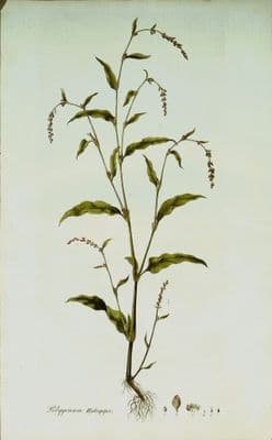 POLYGONUM HYDROPIPER ,Curtis Antique Botanical Print Flora Londinensis 1777