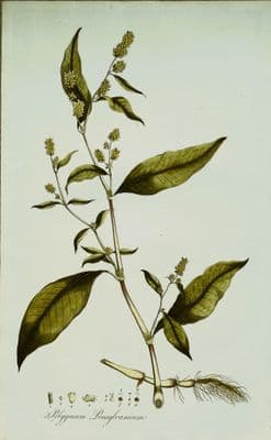 POLYGONUM PENSYLVANICUM ,Curtis Antique Botanical Print Flora Londinensis 1777