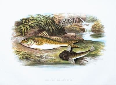 RUFFE, MILLER'S THUMB, Houghton, Lydon original antique fish print 1879