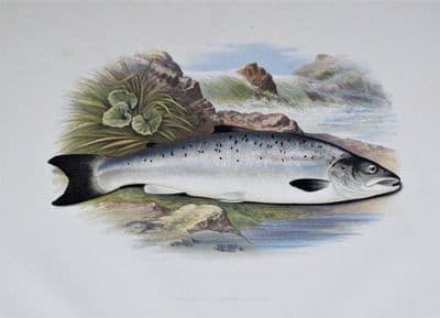 SALMON, Grilse or Young Salmon, Houghton, Lydon original antique fish print 1879