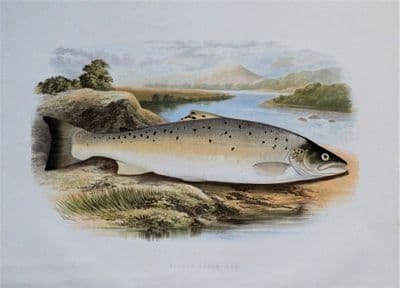 SALMON TROUT (Var), Houghton, Lydon, original antique fish print 1879