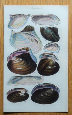 SEA SHELLS Sowerby fig 142, original antique hand coloured conchology print 1846