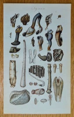 SEA SHELLS Sowerby fig 34, original antique hand coloured conchology print 1846