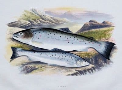 SEWEN, SEA TROUT, Houghton, Lydon, original antique fish print 1879