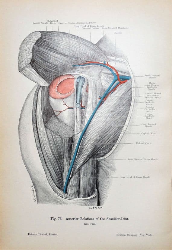 SHOULDER JOINT ANTERIOR VIEW  Original Antique Anatomy Lithographed Print 1906