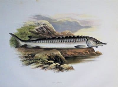 STURGEON, Houghton,Lydon original antique fish print 1879