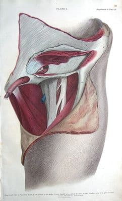 SURGICAL ANATOMY OF INGUINAL & FEMORAL HERNIA REPAIR c 1822