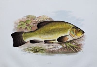 TENCH, Houghton, Lydon original antique fish print 1879