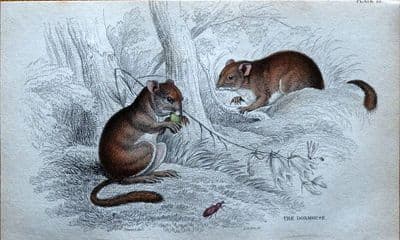 THE DORMOUSE Jardines Original Hand Coloured Antique Mammal Print 1838