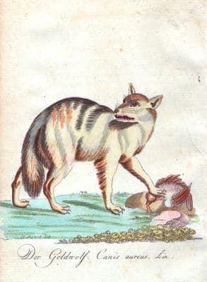THE JACKAL CANIS AUREUS  Bechstein Original Natural History Antique  Print 1796