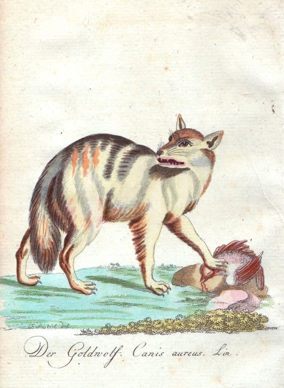 THE JACKAL CANIS AUREUS  Bechstein Original Natural History Antique  Print 1796