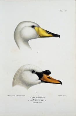 THE WHOOPER & THE MUTE SWAN  Original Scarce Antique Chromolithograph Print 1908