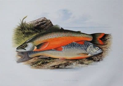 TORGOCH, ALPINE CHARR, Houghton,Lydon original antique fish print 1879