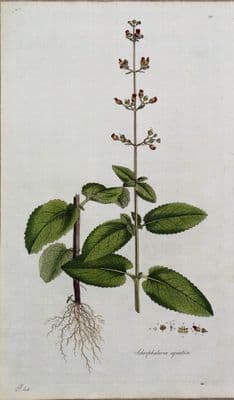 WATER FIGWORT  Curtis Large Antique Botanical Print Flora Londinensis 1777