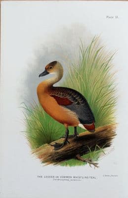 WHISTLING TEAL DUCK Original Scarce Antique Chromolithograph Bird Print 1908