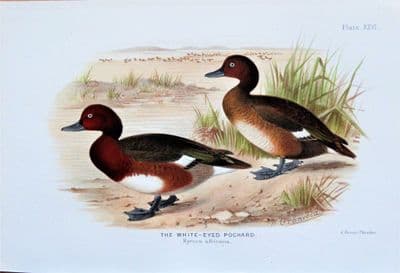 WHITE-EYED POCHARD DUCK Original Scarce Antique Chromolithograph Bird Print 1908