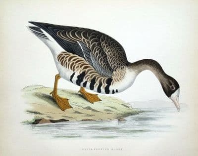 WHITE FRONTED GOOSE, Beverley Morris original antique bird print 1855