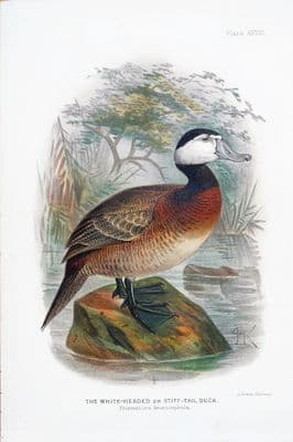 WHITE-HEADED DUCK Original Scarce Antique Chromolithograph Bird Print 1908