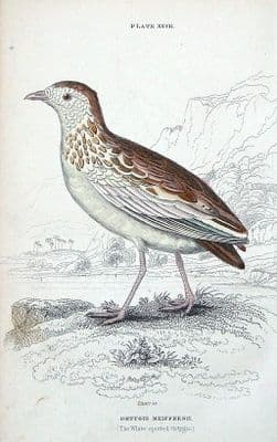 WHITE SPOTTED ORTYGIS, Jardine hand coloured antique bird print 1834