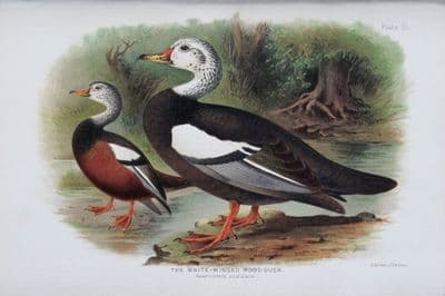 WHITE-WINGED WOOD DUCK Original Antique Chromolithograph Bird Print 1908