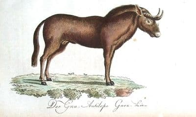 WILDEBEEST GNU Bechstein Hand Coloured Antique Natural History Print 1796