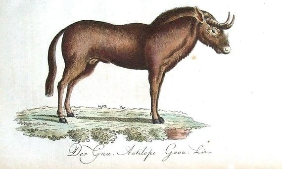 WILDEBEEST GNU Bechstein Hand Coloured Antique Natural History Print 1796
