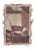 Greeting Card - Spanish Cat